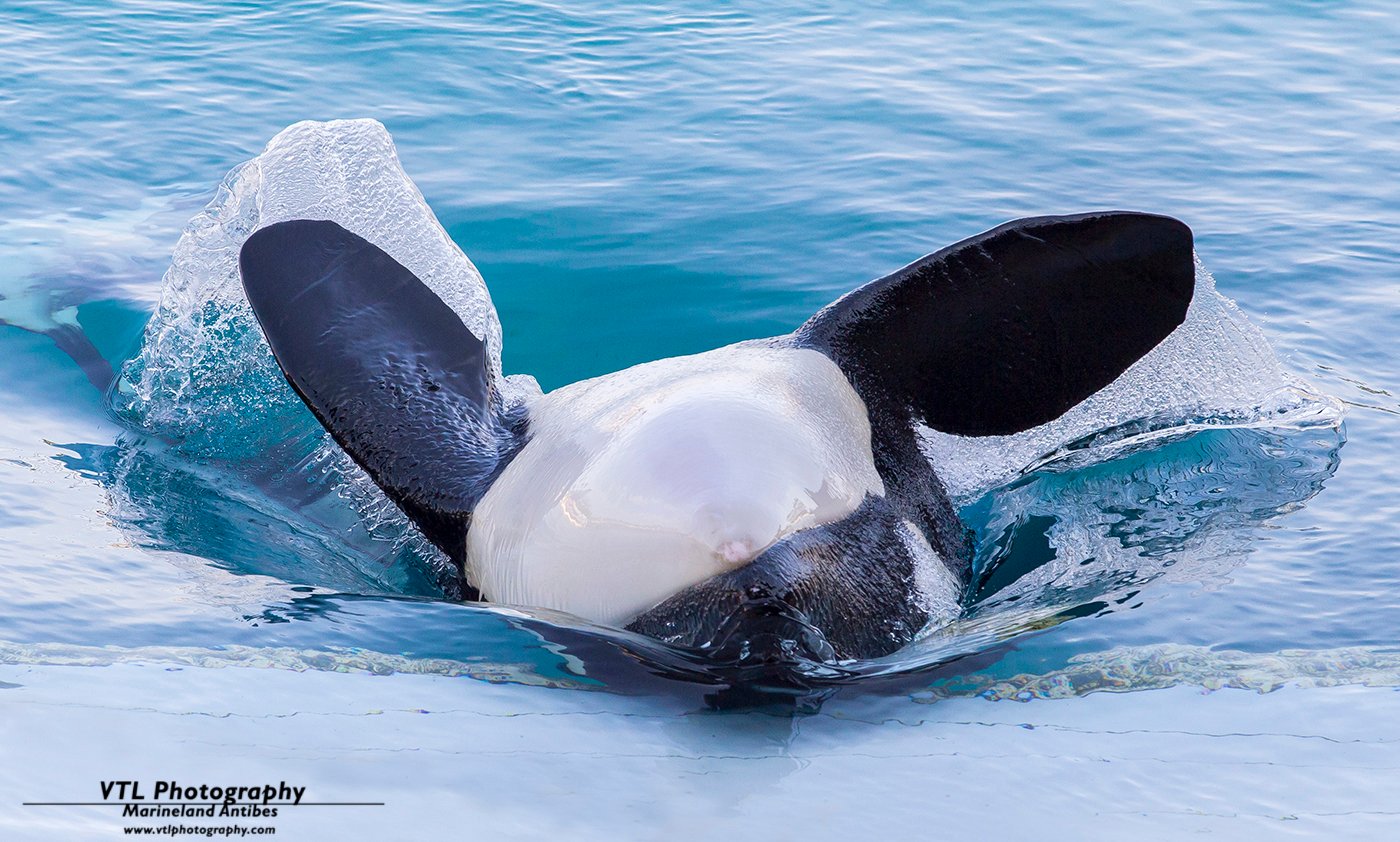 Marineland Antibes