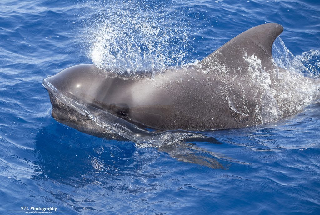 Whale Watching