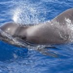Whale Watching