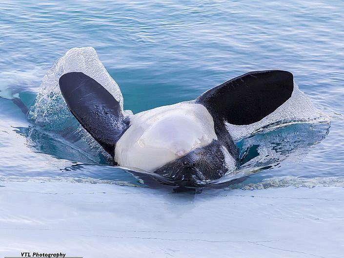 Marineland Antibes
