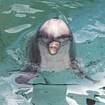 Apollo is op 24 juni 1989 geboren in Winsdor Safari Park en later verhuisd naar Dolfinarium Harderwijk.