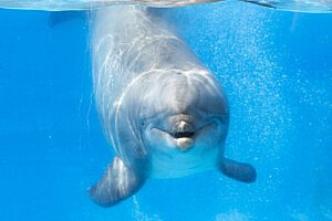 Juno is net als Apollo geboren in Winsdor Safari Park. En is geboren op 8 juni 1984.