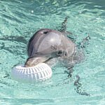 Tlisala; Tlisala is geboren in mei 2001 geboren in Dolfinarium Harderwijk.