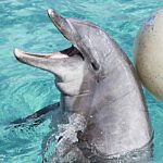 Tucker; Dolfijn Tucker is geboren in Seaworld Orlando op 21 juni 1981.