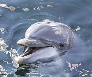 Dolfijn Lucy woonde jaren lang in het Dolfinarium in de Dolfijnendelta, maar vanwege het Europese fokprogramma is zij een poosje geleden verhuisd naar een ander park.