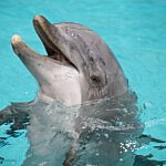 Yola werd op 2 mei 2002 geboren in Dolfinarium Harderwijk.