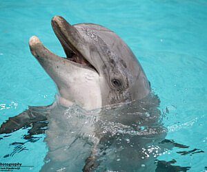 Yola werd op 2 mei 2002 geboren in Dolfinarium Harderwijk.