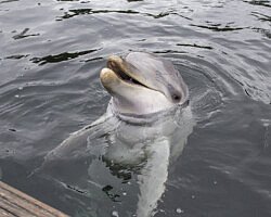 Dit is king, hij werd geboren op koningsdag op 30 april 2012 in Dolfinarium. Zijn moeder is Naomi, en zij verhuisde in november 2016 naar Zoomarine Algarve. Zijn vader is Prince.