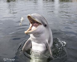 Dit dametje is Zoe, ze werd op 9 augustus 2013 geboren in Dolfinarium. Haar moeder is Nynke, en haar vader is Prince. Beide ouders wonen nog in Dolfinarium.