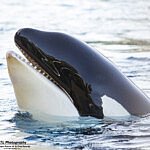 Morgan in Loro Parque 2019