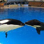 Morgan & Ula. Foto is eigendom van Loro Parque.