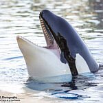 Morgan in Loro Parque, 2019