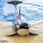 Morgan in Loro Parque 2019